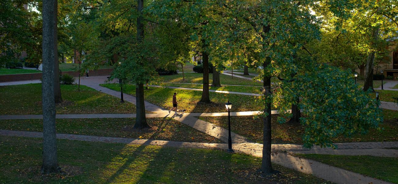 Sun shining through summer trees on College Green
