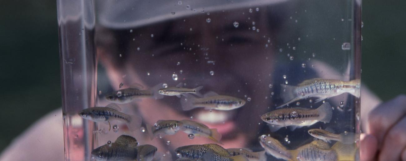 Molly Malinche looking though a tank of fish