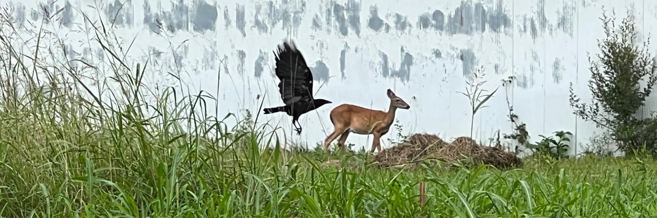 Deer and bird outside barn