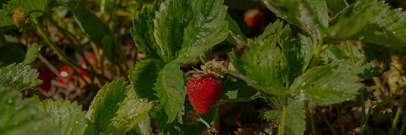 Luscious, ripe strawberry on the vine at the OHIO Student Farm