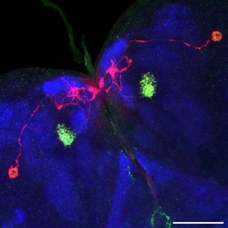 A pair of neurons in Drosophila brain