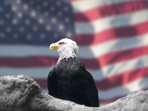 Eagle in front of the American flag