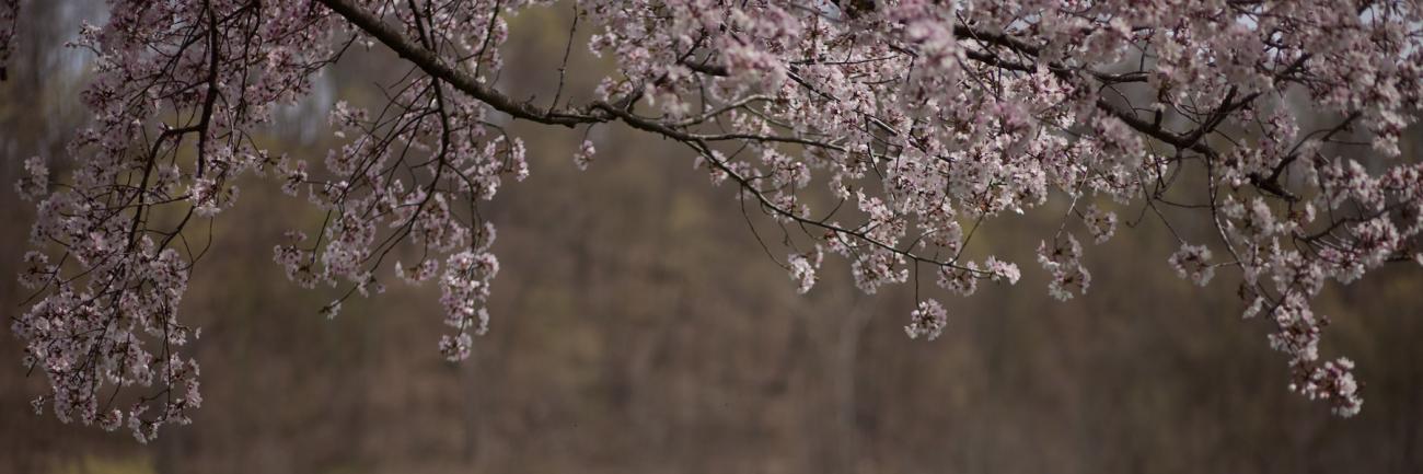 A branch of cherry blossoms spreads spring color on the Ohio University campus.