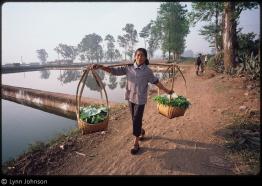 Woman carrying produce, balanced in baskets on a pole across her shoulders