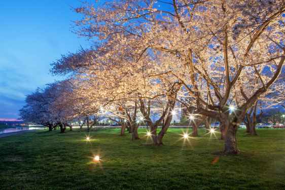 Cherry Blossom Trees on the Bike Path
