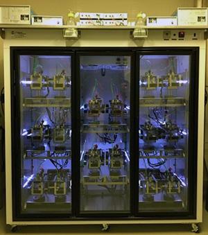 Metabolic Core CLAMS mouse cage