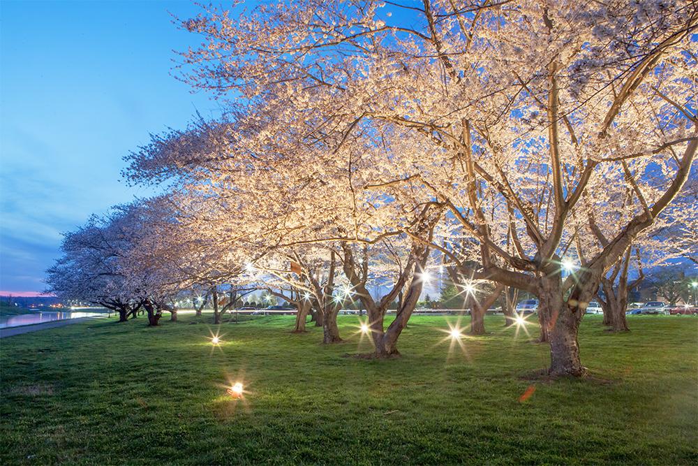 Cherry blossoms at night on the Athens campus of Ohio University