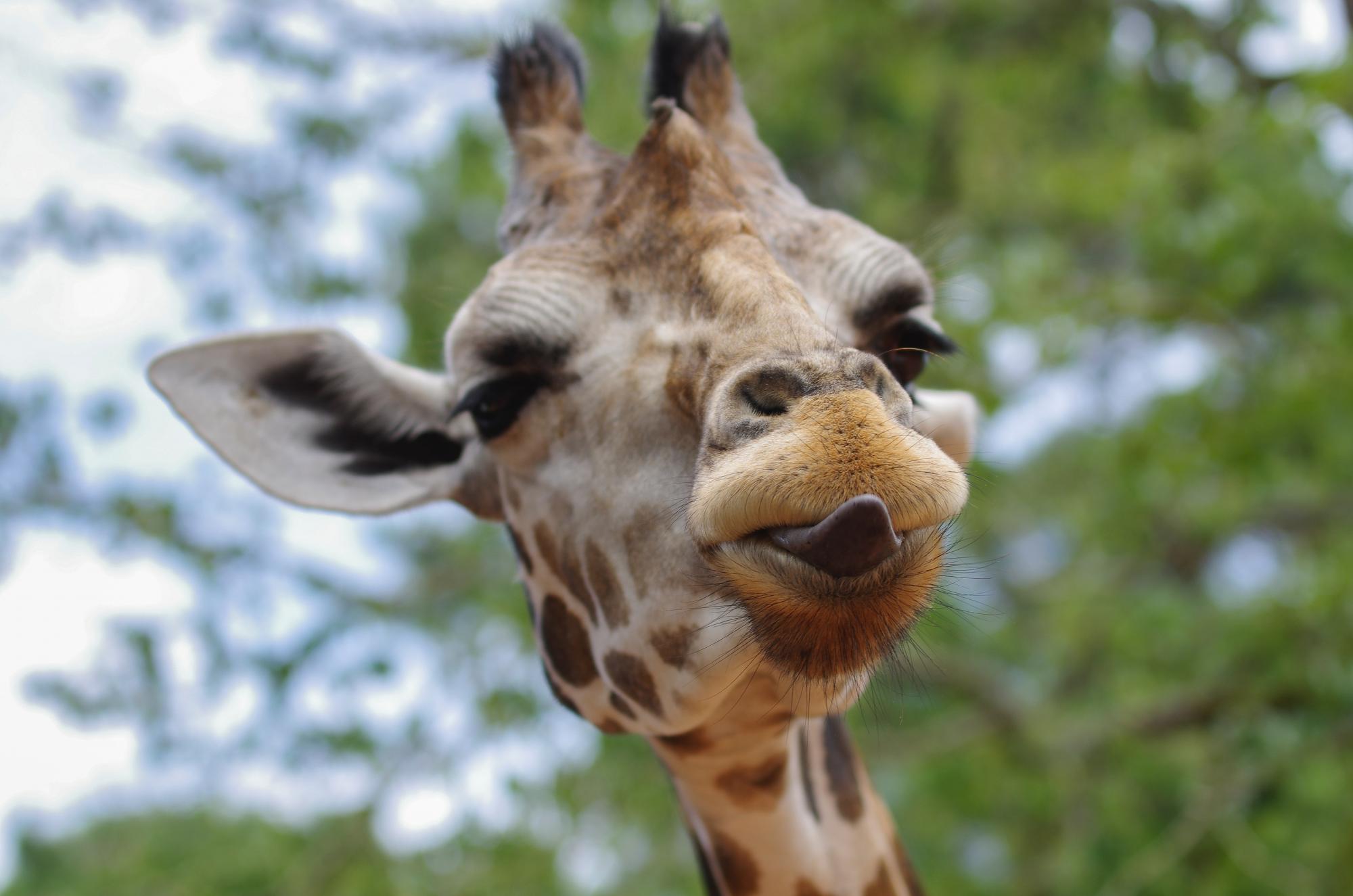 Giraffe close up