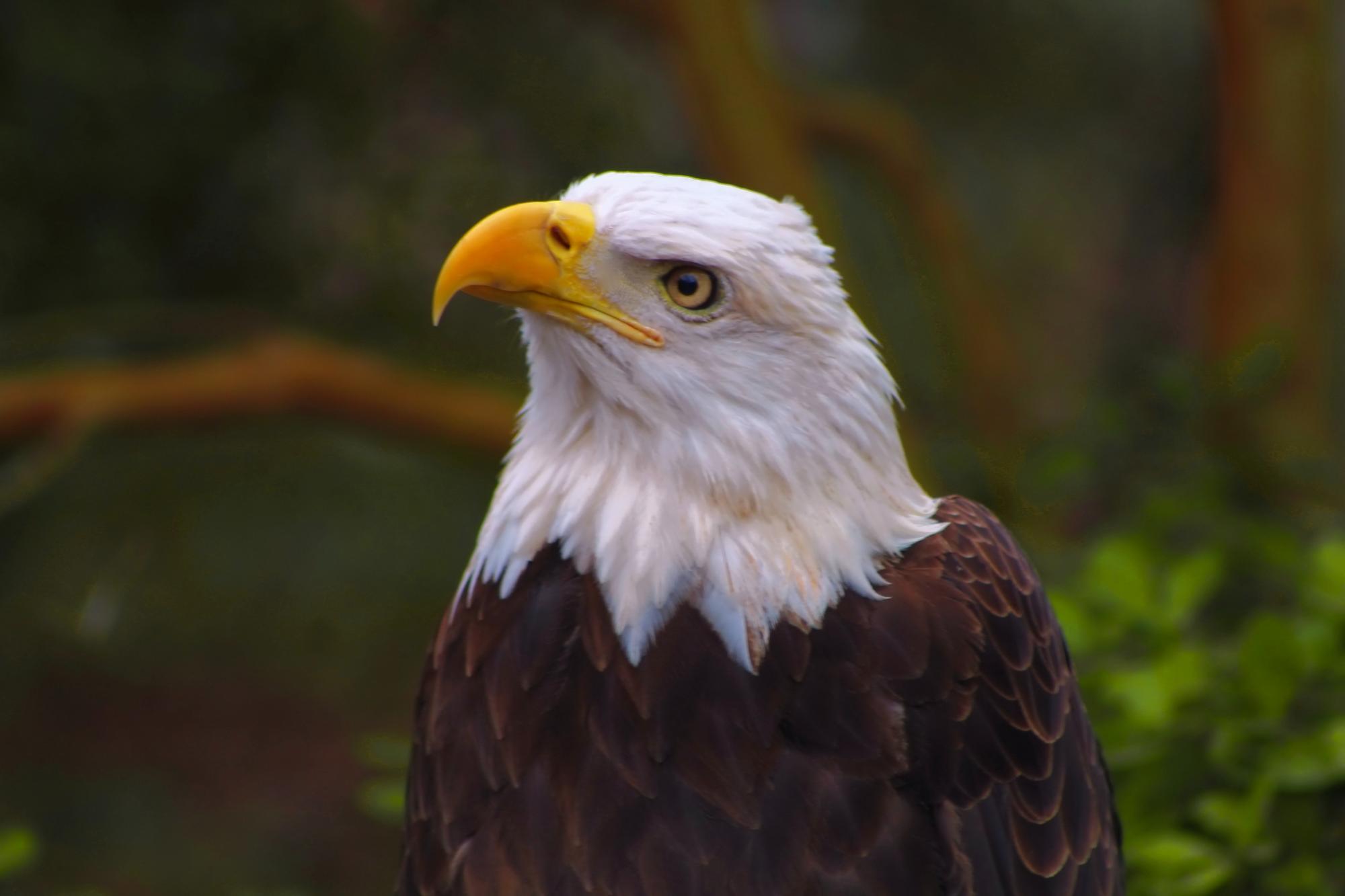 Bald eagle