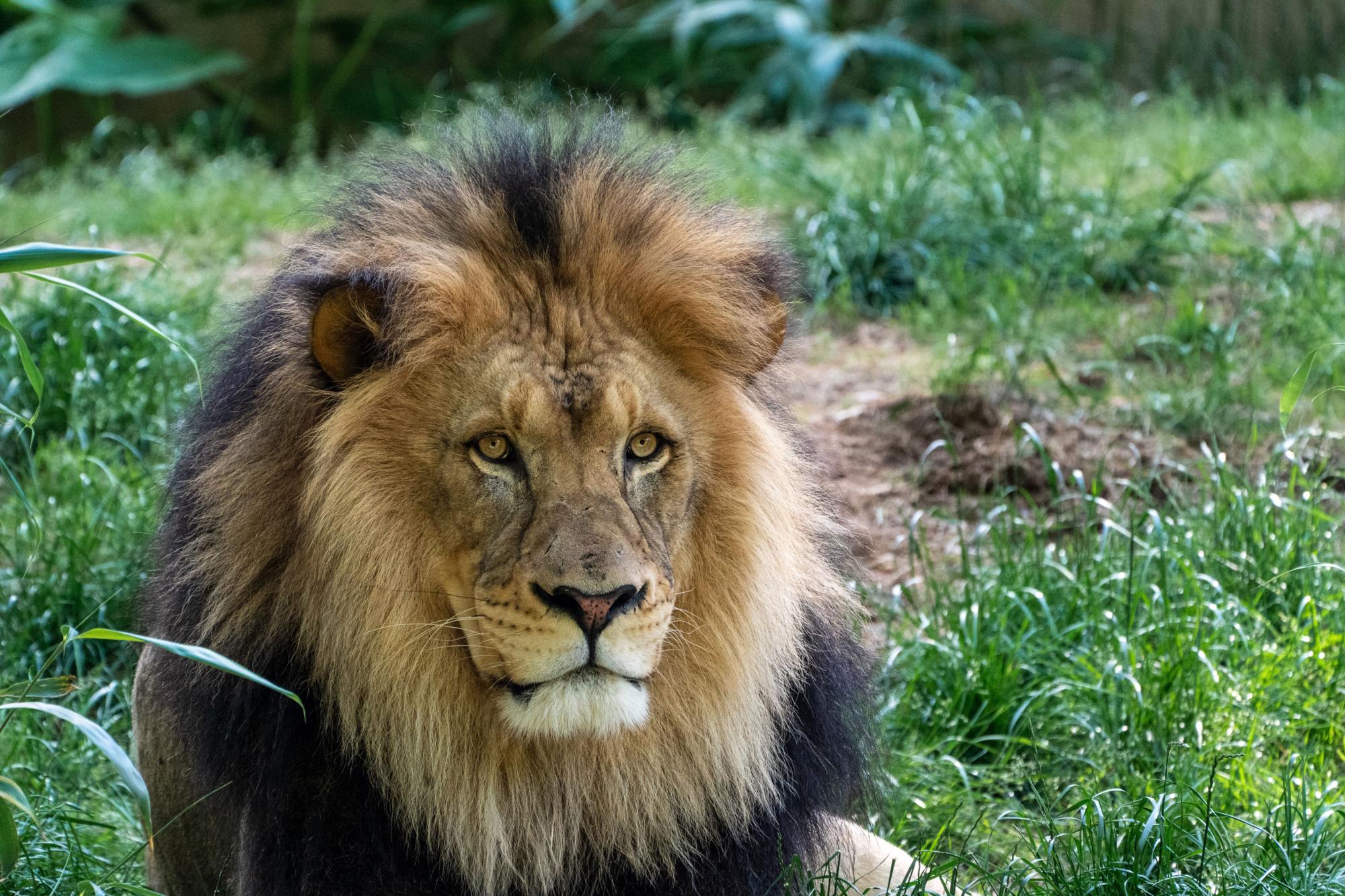 Lion laying down