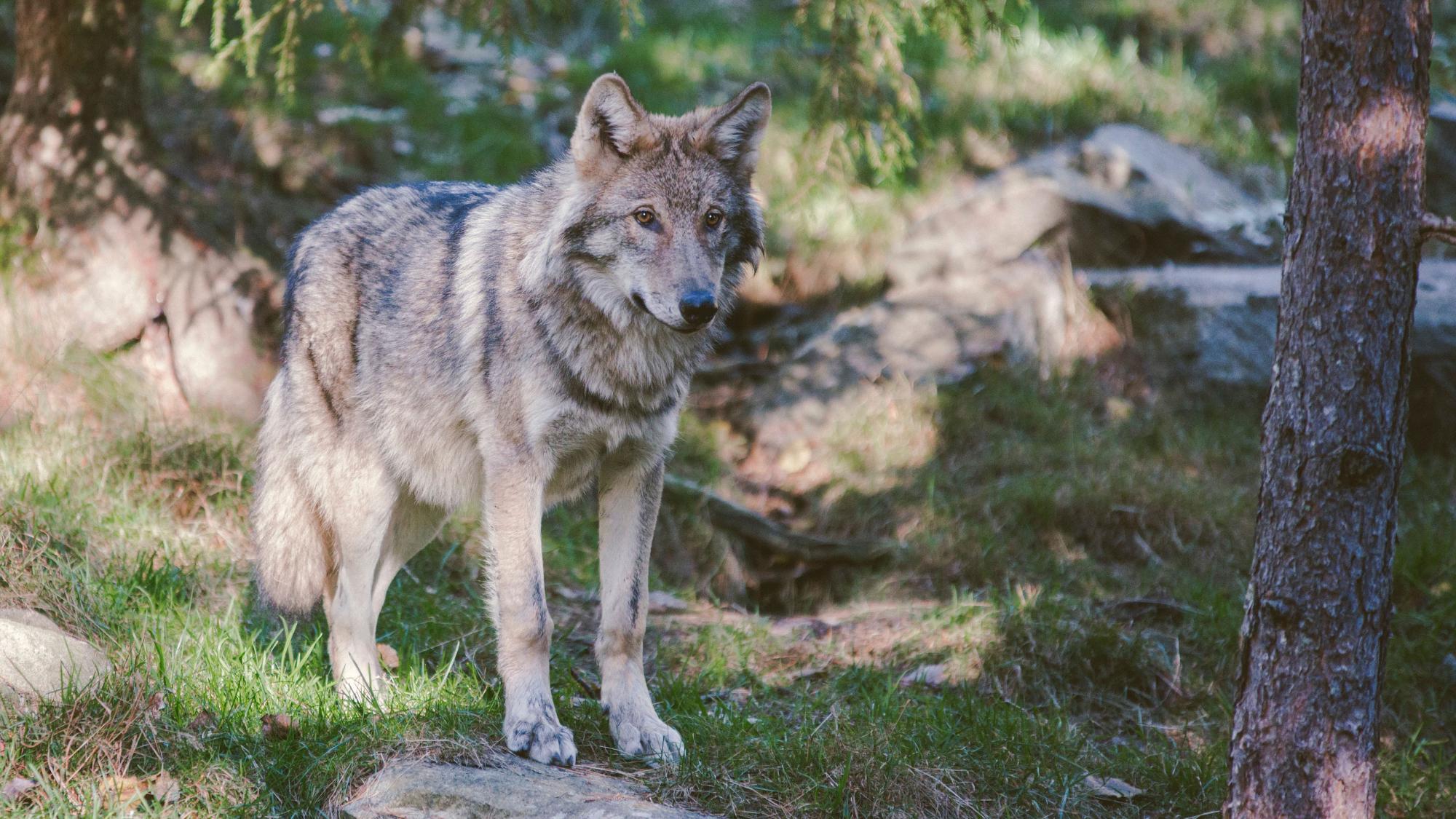 Wolf in the woods