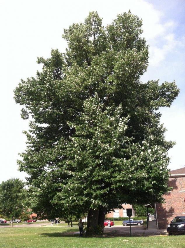 Tree advisory committee picture of a tree next to a building