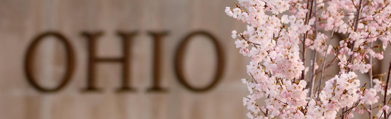 CherryBlossoms