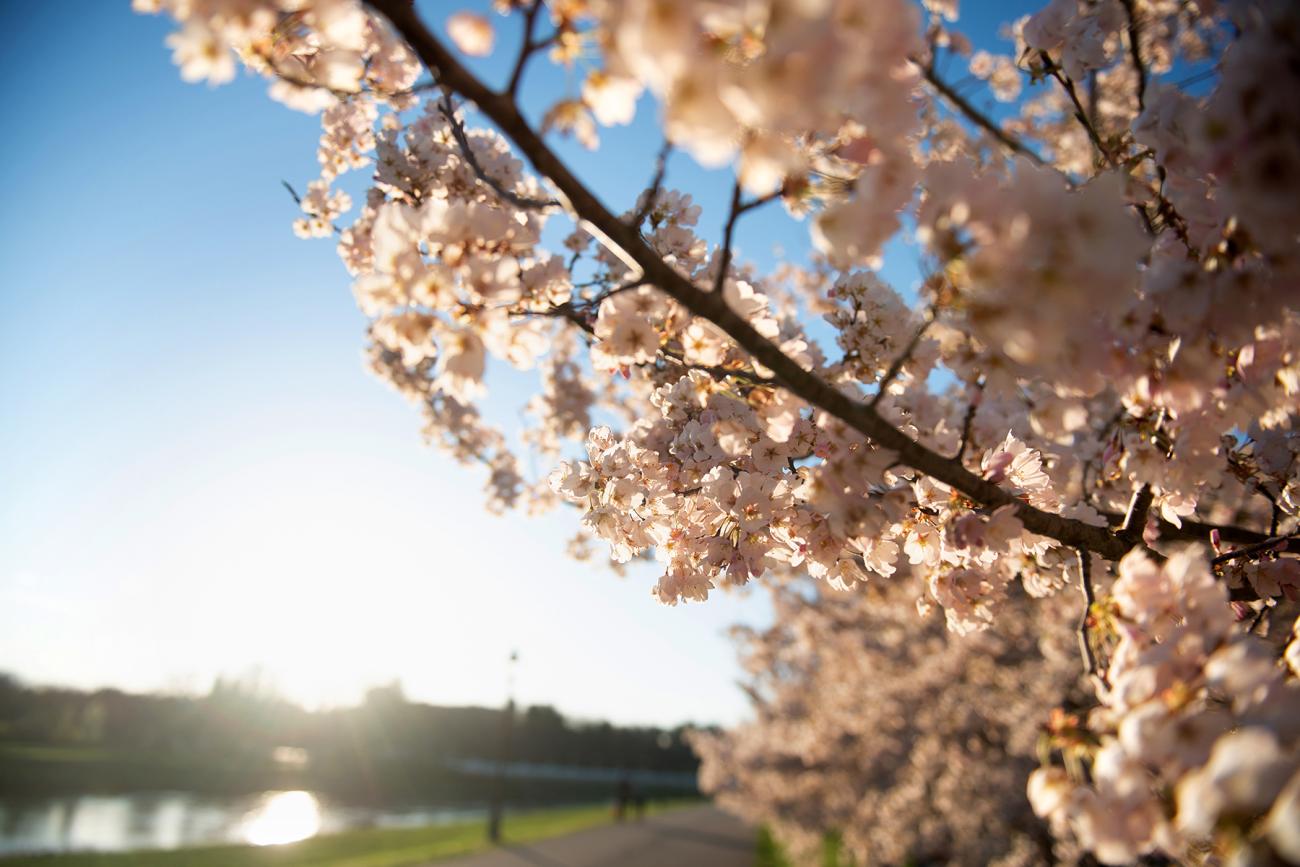 Cherry Blossom Image 5