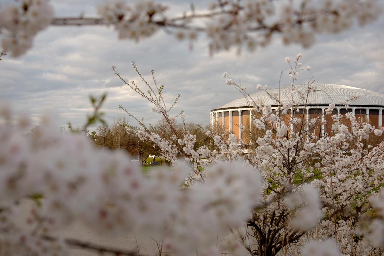 Cherry Blossom Image 7