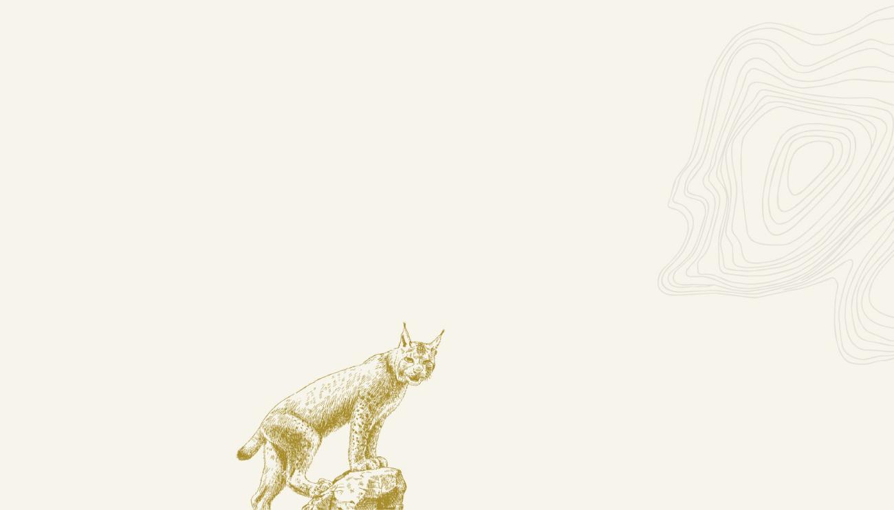 illustration of a bobcat and grey topography lines on an off-white background