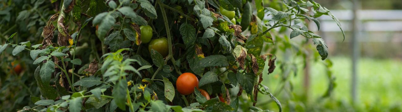 A tomato grows at the OU student farm.