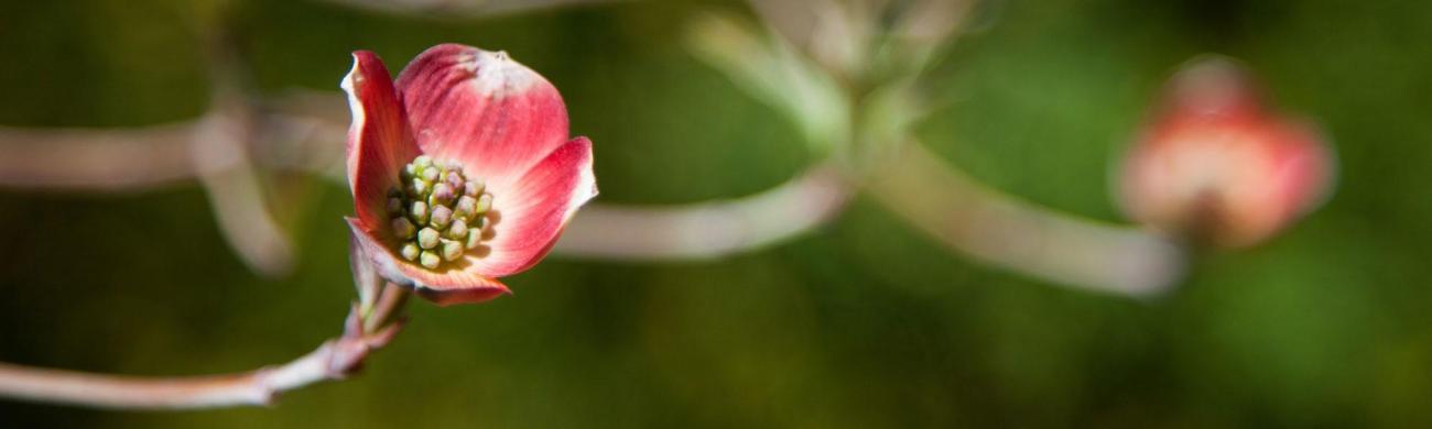 Close-up of a flower
