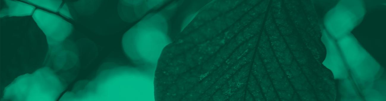 Leaves with a green overlay