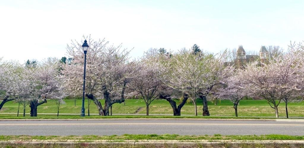 cherry trees along road