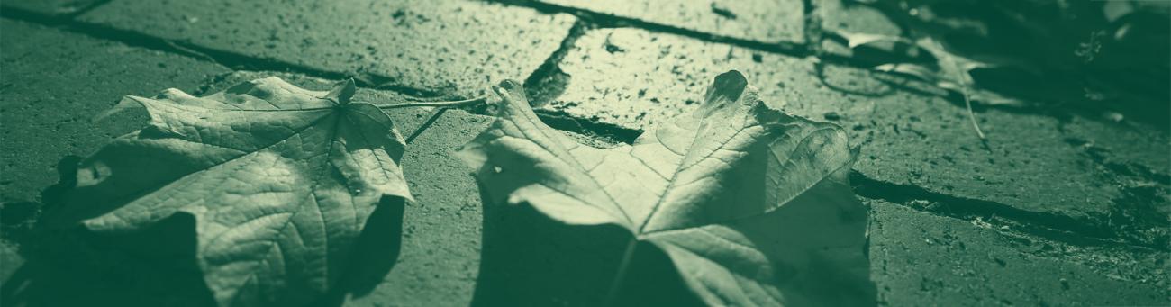A close up shot of leaves on the bricks with a green overlay.