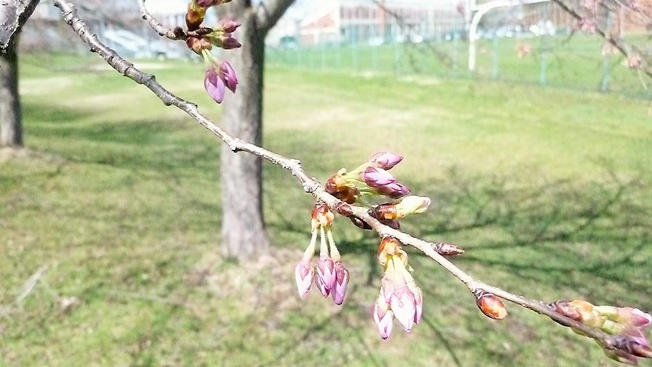 April 1, 2019. Photo credit: Eiji Deguchi