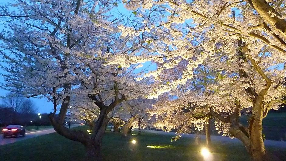 Cherry Blossom Trees