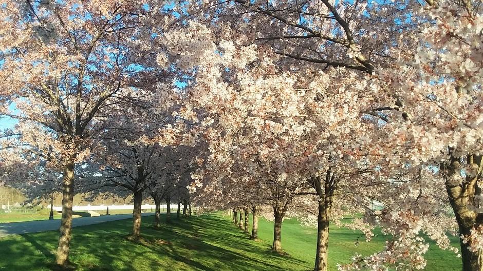 Cherry Blossom Trees