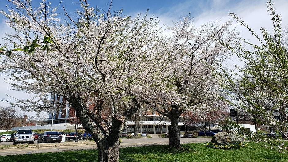 Cherry Blossom Trees