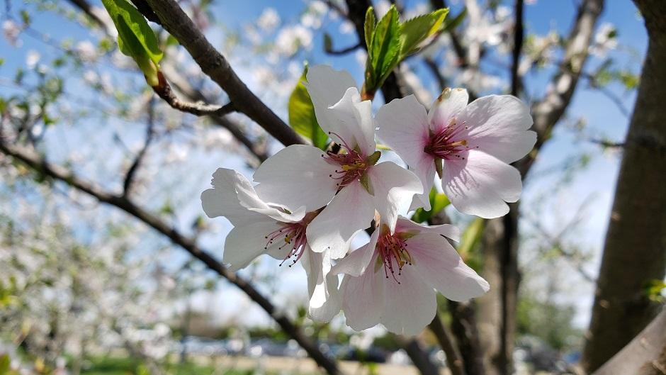 Cherry Blossom flowers