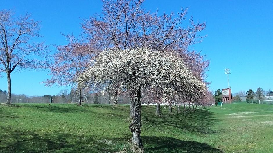 Cherry Blossom Trees