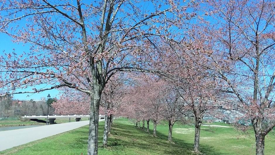 Cherry Blossom Trees