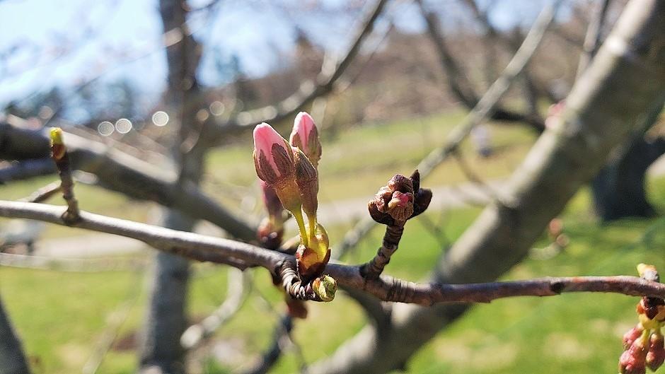 Cherry Blossom branch