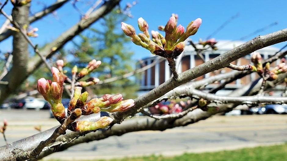 Cherry Blossom branch