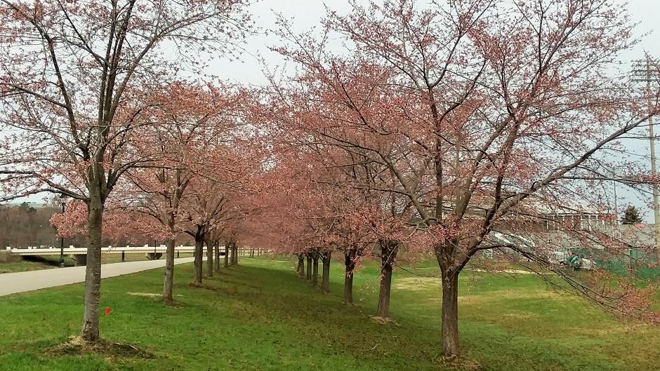 Cherry Blossom Trees