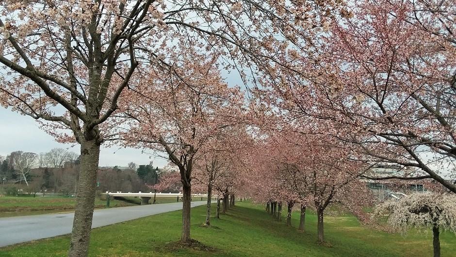 Cherry Blossom Trees