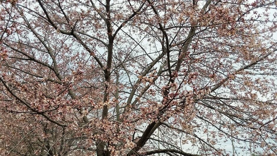 Cherry Blossom Trees
