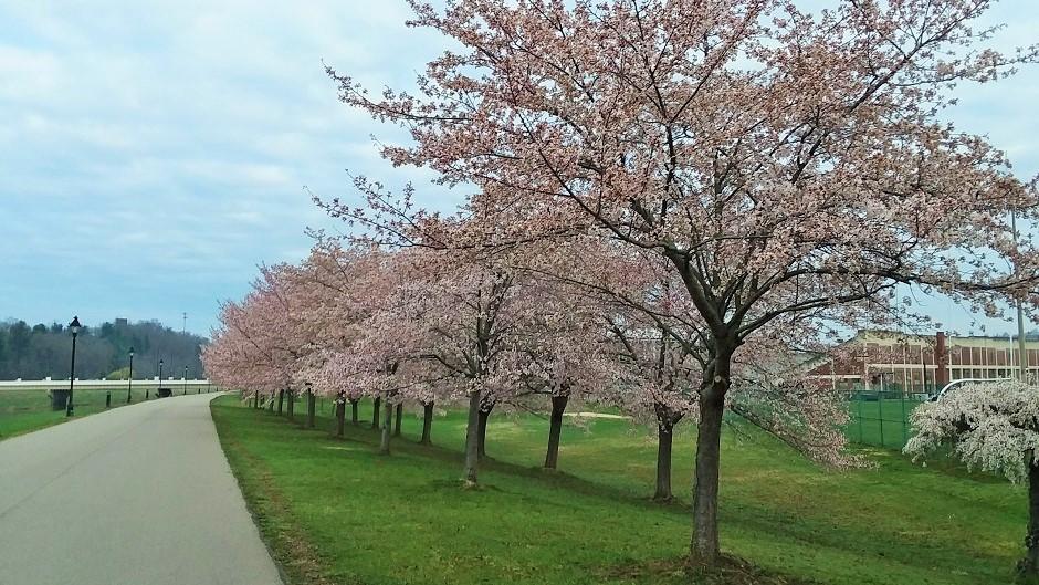 Cherry Blossom Trees