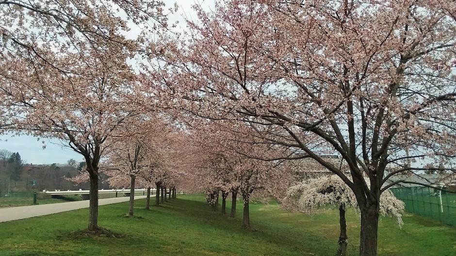 Cherry Blossom Trees