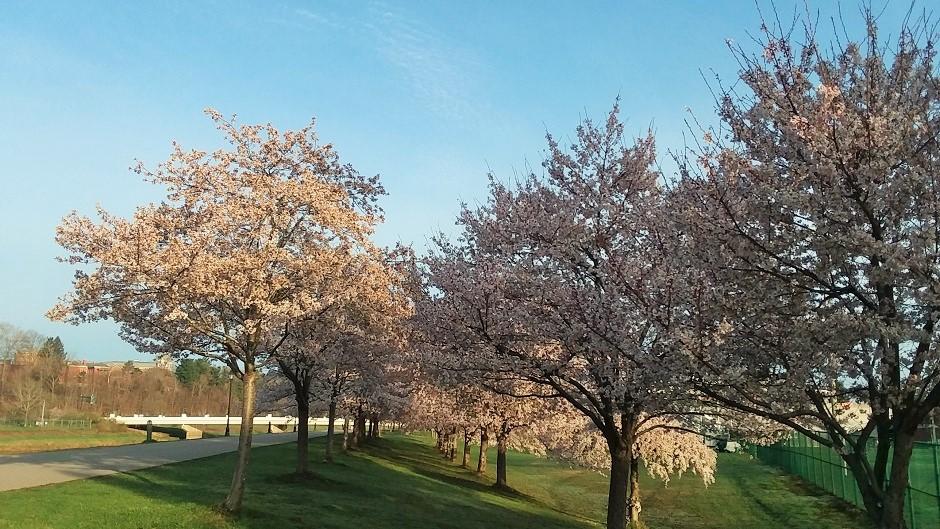 Cherry Blossom Trees