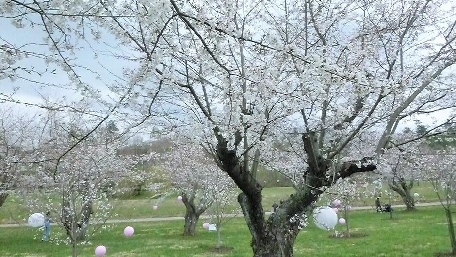 Cherry Blossom Trees and lanterns