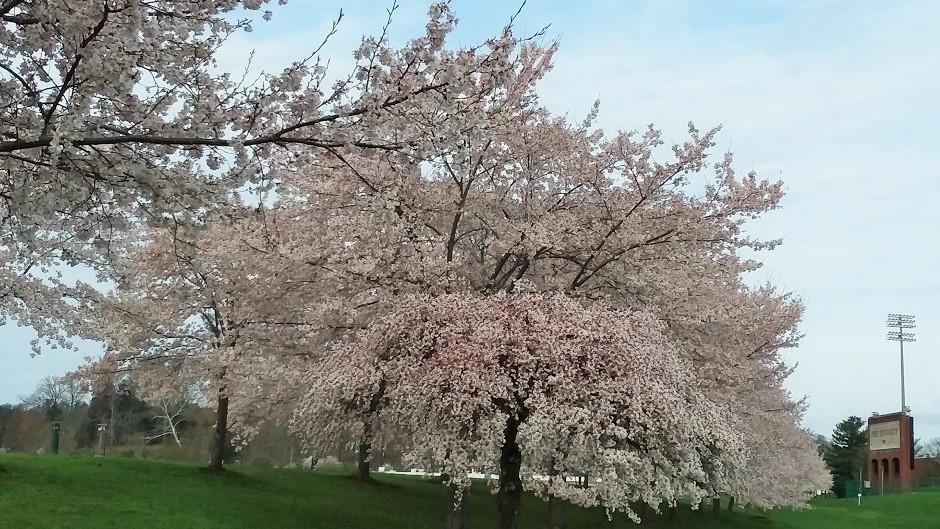 Cherry Blossom Trees