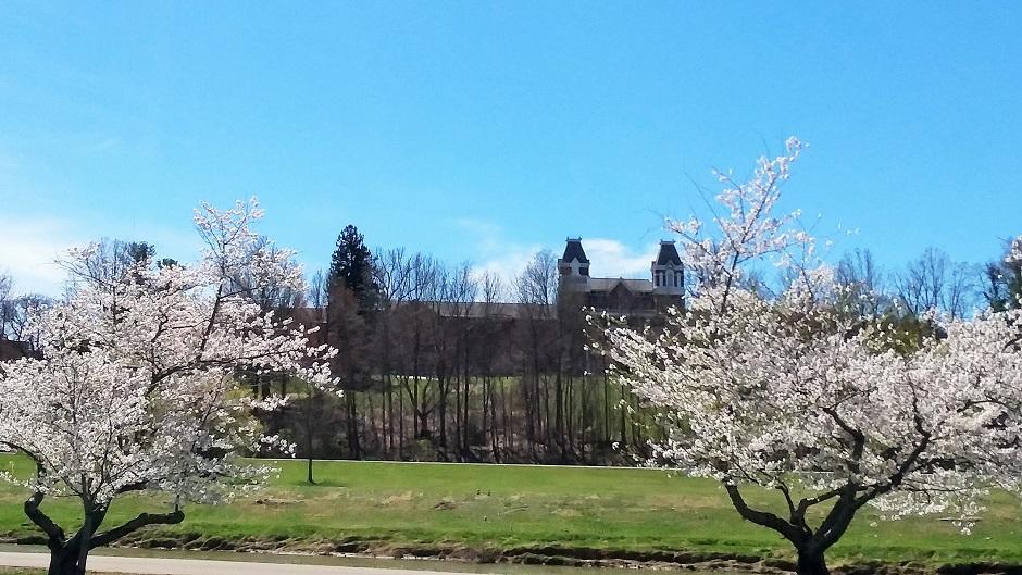 Cherry Blossom Trees