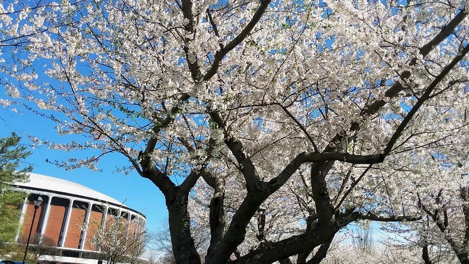 Cherry Blossom Trees
