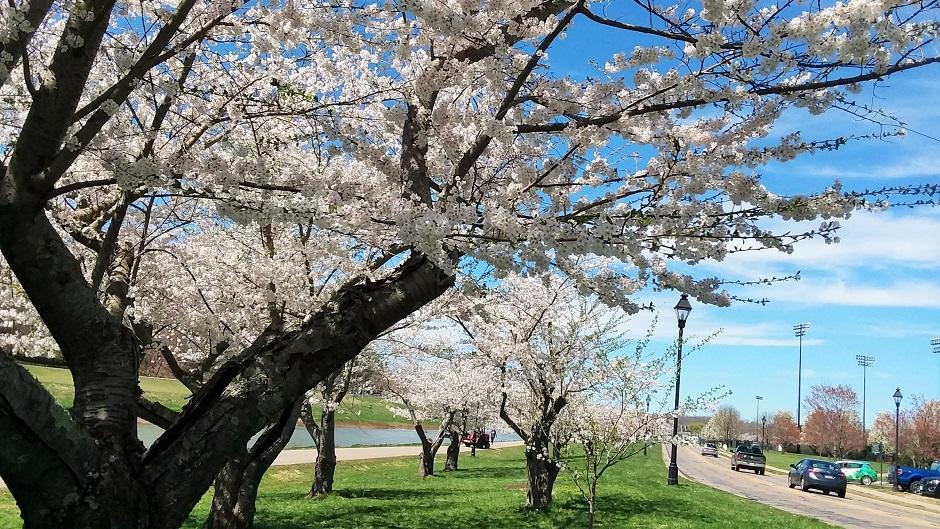 Cherry Blossom Trees