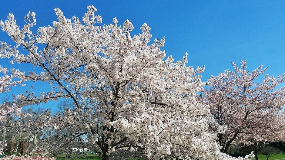 Cherry Blossom Trees
