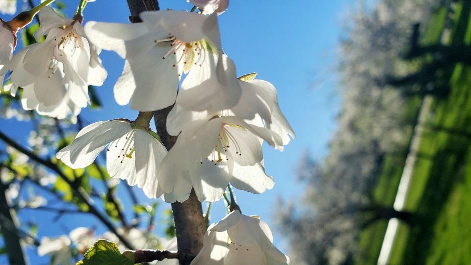 Cherry Blossom flowers