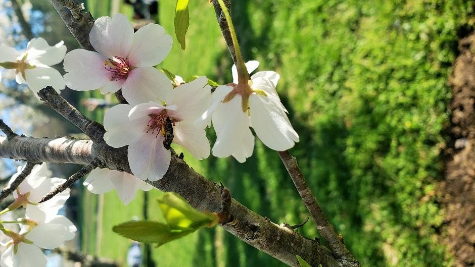 Cherry Blossom flowers
