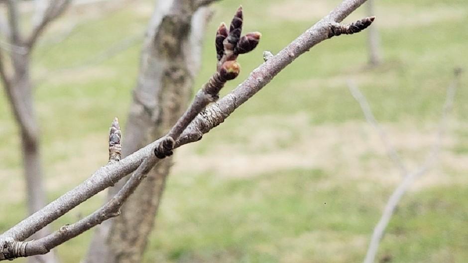 Cherry Blossom branch