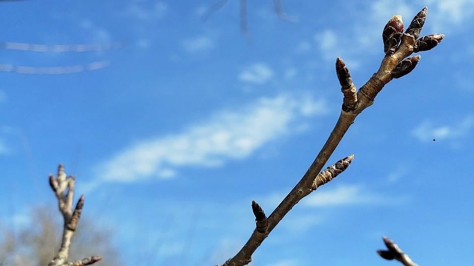 Cherry Blossom branch